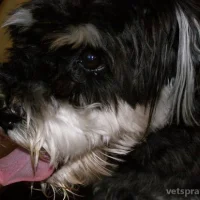 Ветеринарный центр доктора Угрюмова Фото 2 на проекте VetSpravka.ru Ветеринарный центр доктора Угрюмова Фото 2 на проекте VetSpravka.ru