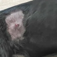 Клиника Авиценна Фото 2 на проекте VetSpravka.ru Клиника Авиценна Фото 2 на проекте VetSpravka.ru