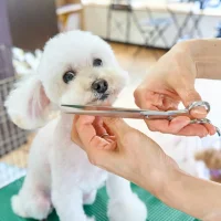 Салон красоты для животных Лака-Лака Фото 2 на проекте VetSpravka.ru